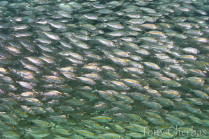 Fish Wall by Tony Cherbas 